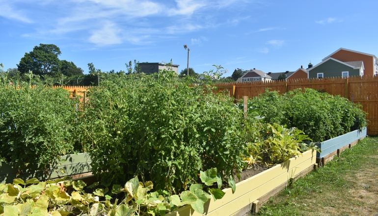 Temple Landing community garden