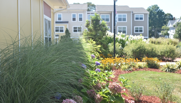 Temple Landing plants